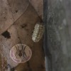 FOOD FOR TARANTULA
